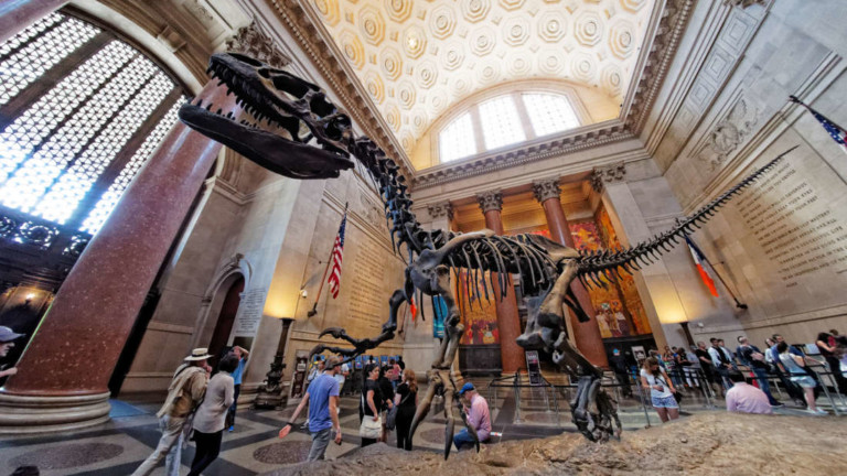 dinosaur skeleton at the american museum of natural history