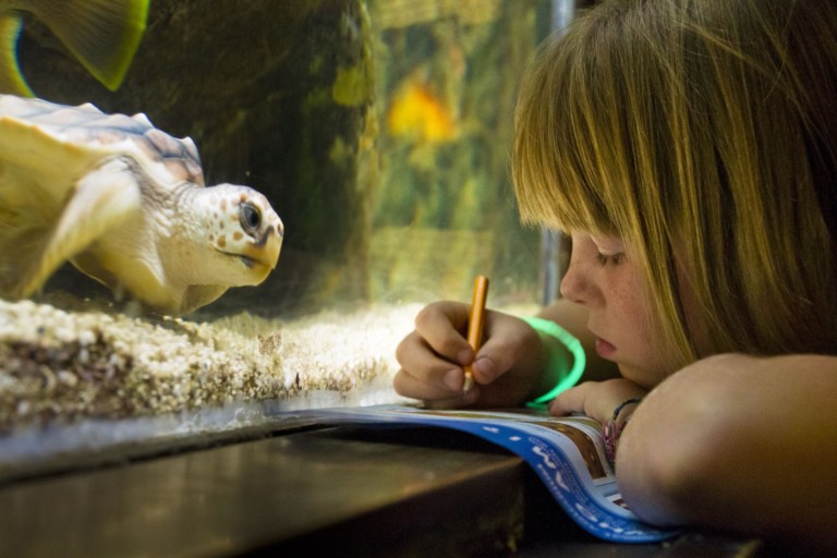 girl in aquarium takes notes looking at turtle
