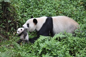 Giant panda national park sichuan province china