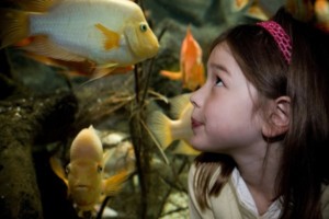 shedd aquarium