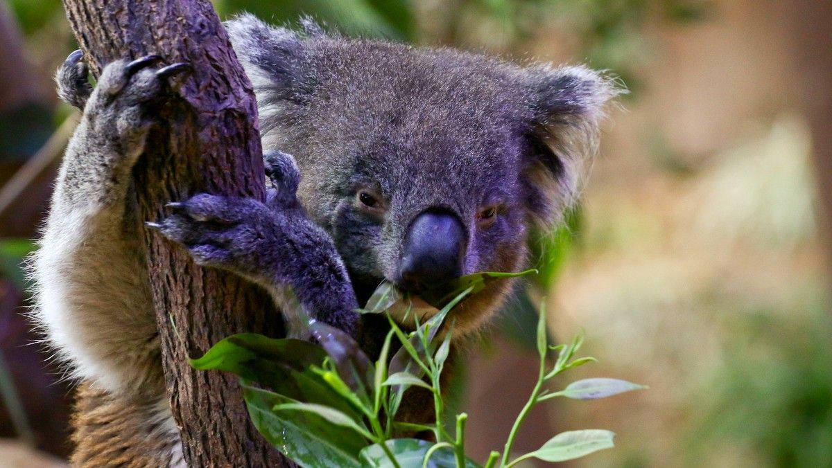 Hong Kong’s FirstOfItsKind Australian Attraction Opens at Ocean Park