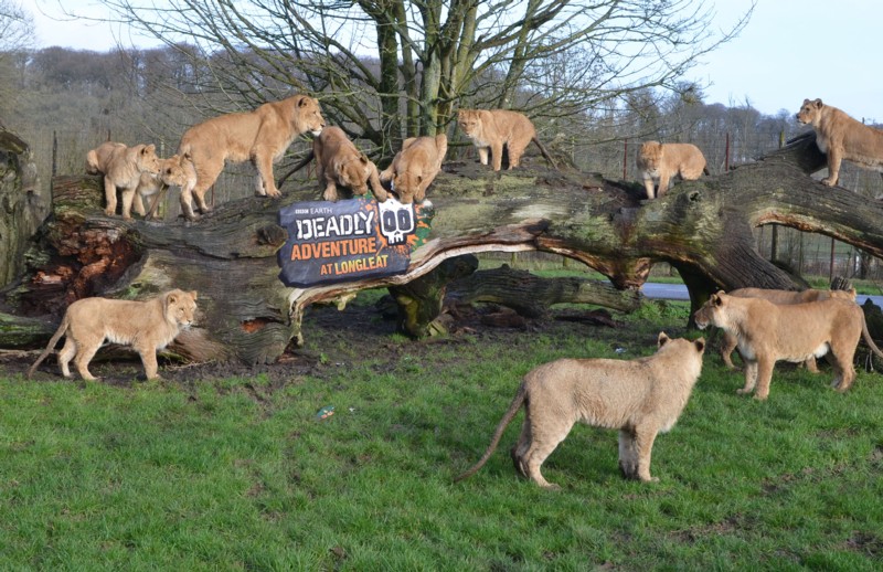 BBC Worldwide and Longleat Safari & Adventure Park Create Deadly Adventures Blooloop BBC Worldwide and Longleat Safari & Adventure Park Create Deadly Adventures Blooloop