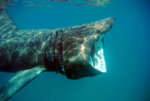 basking shark the shark trust