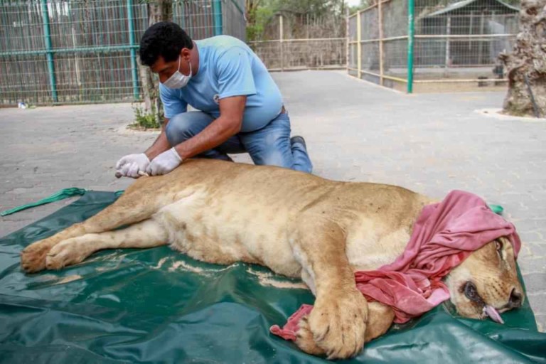 FOUR PAWS Helps Stricken Animals in Ruins of Mosul Zoo