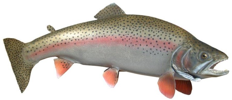 alaska rainbow trout old mckenzie