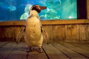 Aquarium of Niagara Builds $3.3m Humboldt Penguin Exhibit