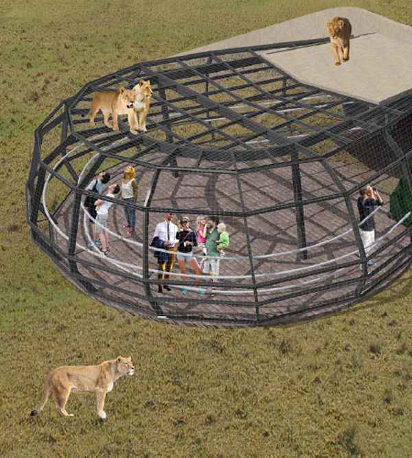 $1.4 Million Monarto Zoo Predator Experience Will Put Visitors in a Lions Den