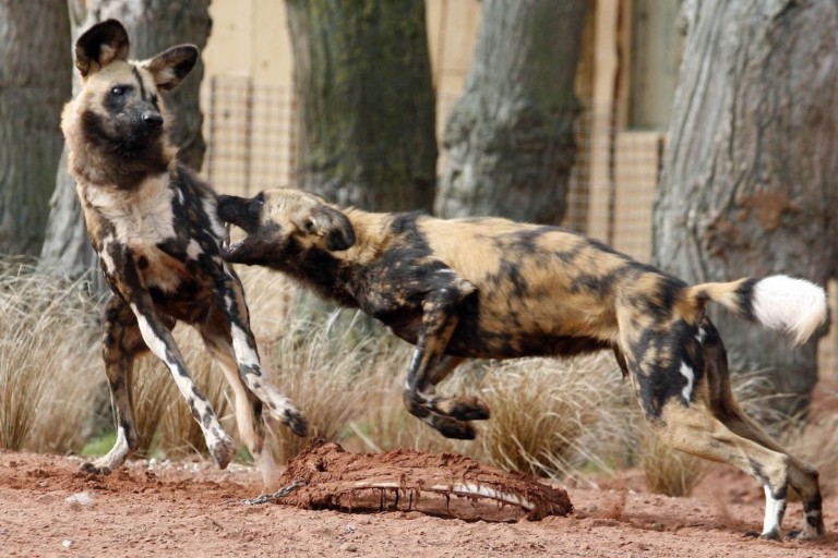 painted dogs at chester zoo uks most viisted attraction outside london