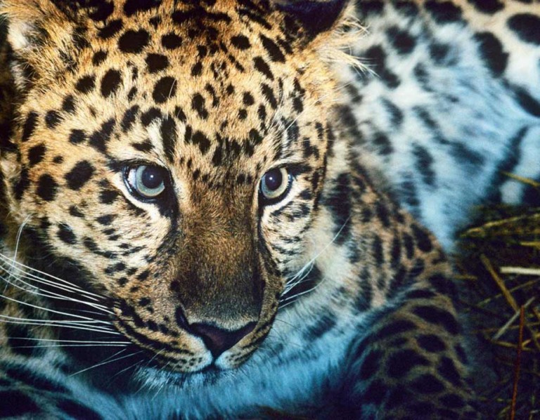 amur leopard WWF