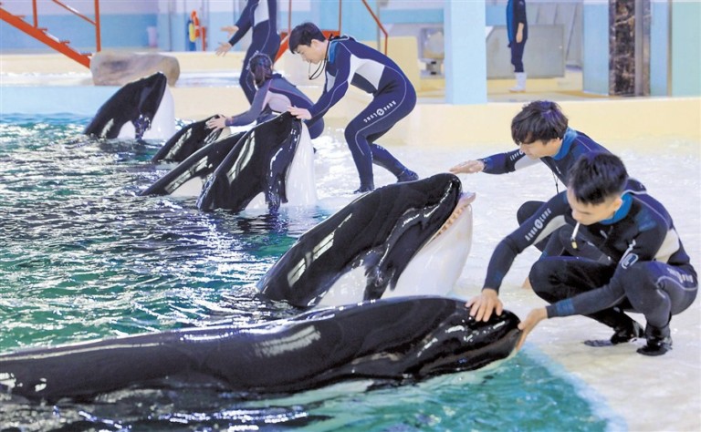 orca breeding centre chimelong blooloop thomas cook