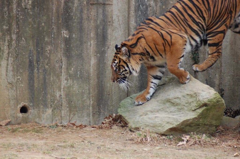 tiger in a zoo