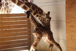 April the giraffe baby animal adventure