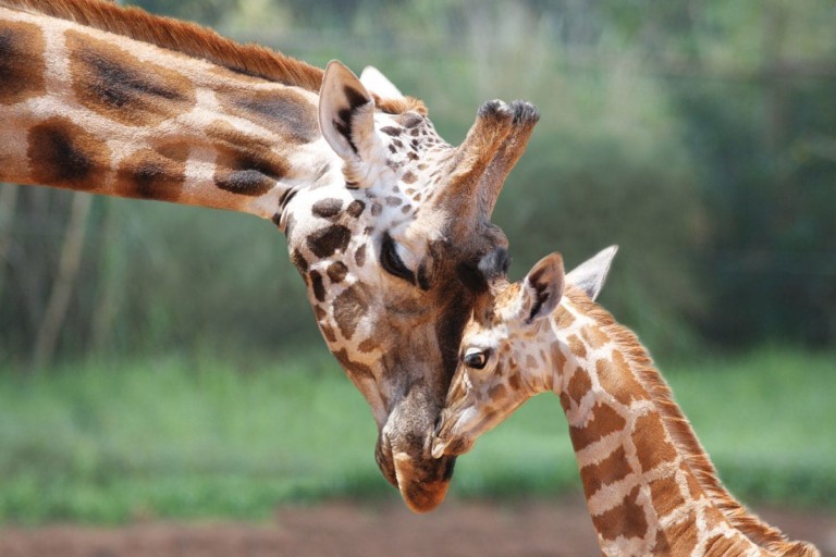 giraffes at perth Zoo western australia