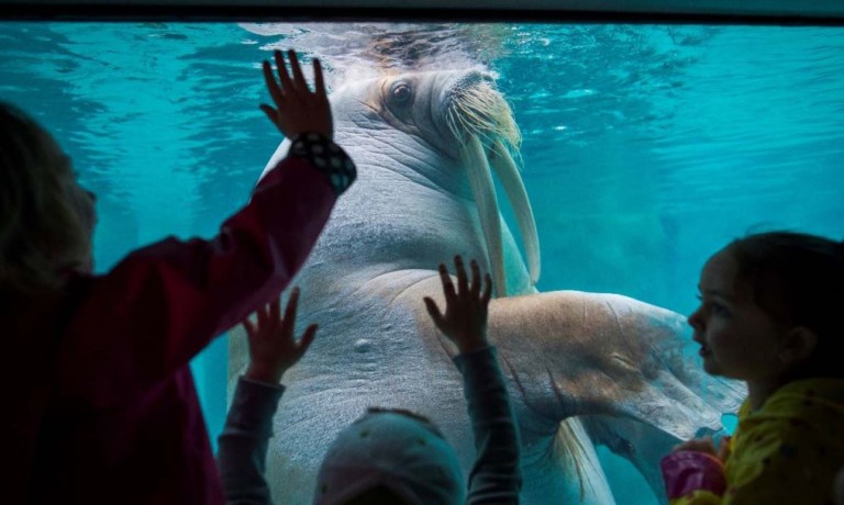 Rocky Shores exhibit re-opens at Port Defiance Zoo & Aquarium after $2.7 million makeover