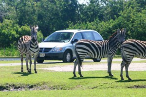 Wildlife conservationist to buy Palm Beach's Lion Country Safari