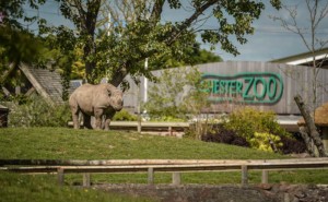 chester zoo rhino 2030 vision