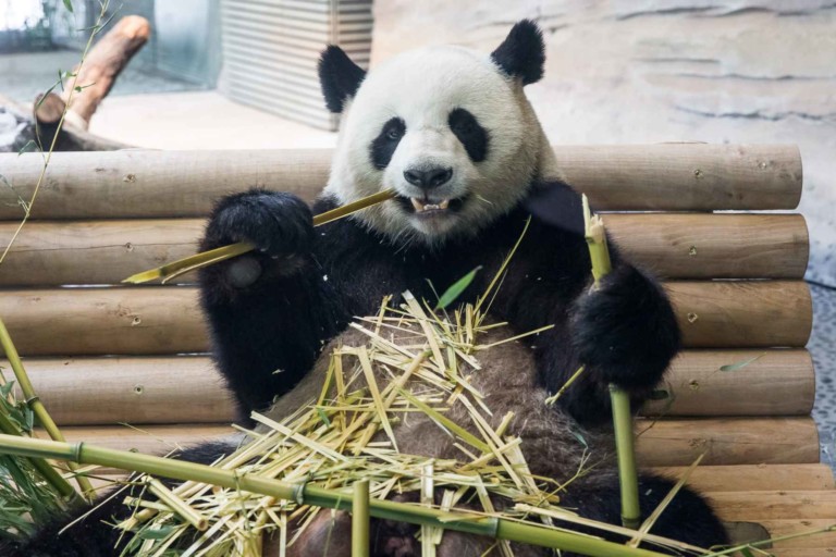 Furry happy: dan pearlman celebrates state opening of Berlin Zoo's new Panda Garden exhibit