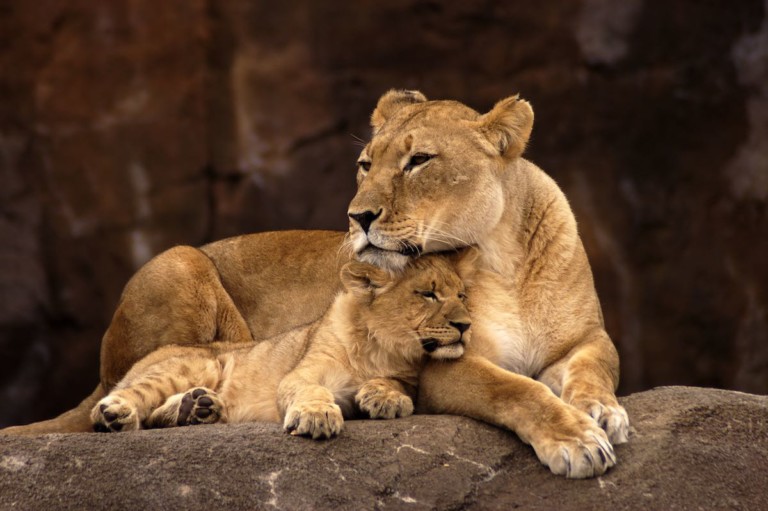 african lion mother with cub zoo design conference