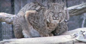 Cosley Zoo big cat