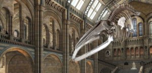 Hope replaces Dippy at London’s Natural History Museum
