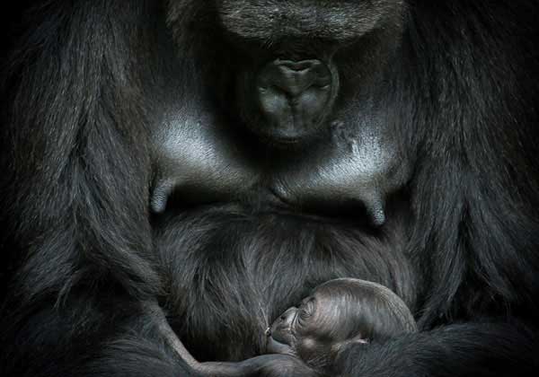 jacksonville zoo african forest gorilla mother and