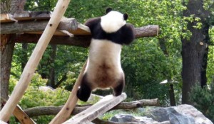 panda in trouble Hi, Panda
