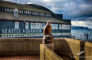 seattle aquarium expansionbird of prey