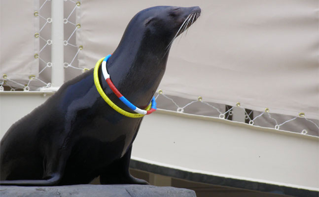 sparky the sea lion como park zoo