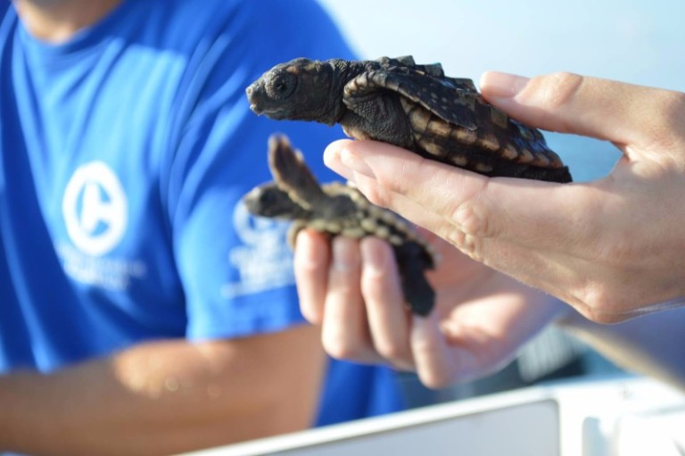 Turtle rescue at Clearwater Marine Aquarium in Pinellas County.