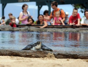 maui ocean center turtles