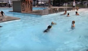 montana waterpark lets dogs in pool helena