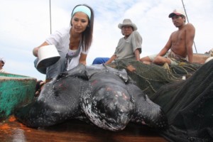 Joanna scanning leatherback turtle SEA LIFE