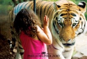 tiger at philadelphia zoo