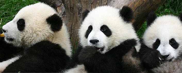 Virtual reality to see Chengdu pandas