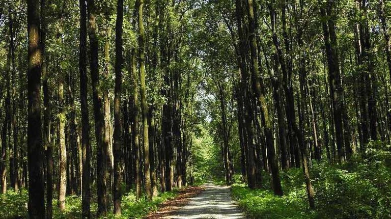 Amaravati, Andhra Pradesh city forests night safari