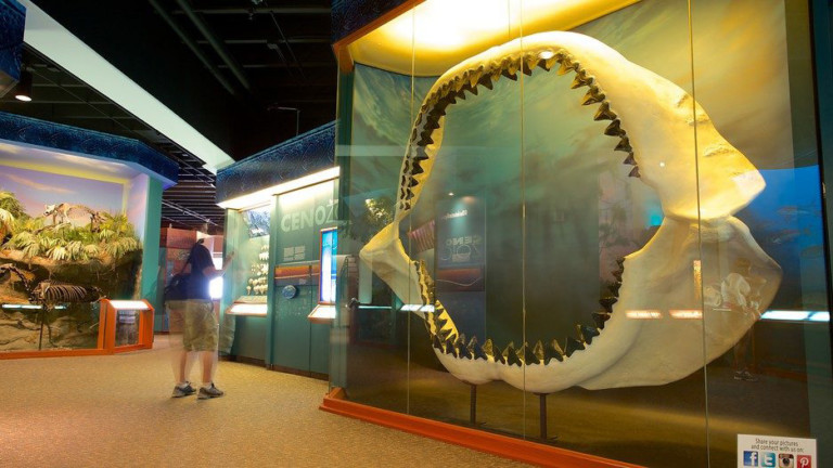 South Florida Museum shark teeth