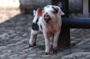 farm baby pig tatton park