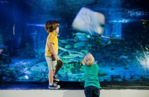 Sea Life. Legoland Malaysia Resort. Aquarium