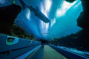 Georgia Aquarium. Major Expansion. Expansion 2020. SunTrust Pier 225