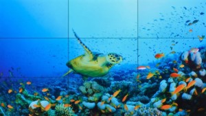 barco unisee LCD wall featuring turtle underwater