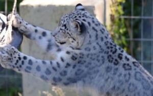 Snow leopard. Welsh Mountain Zoo. Enclosure. Silk Road. China.