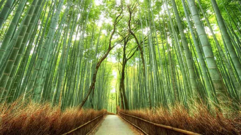 bamboo forest sustainability safari thatch grasssbuilt