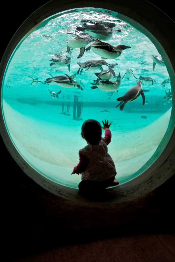 toddler at penguin beach zsl londond zoo