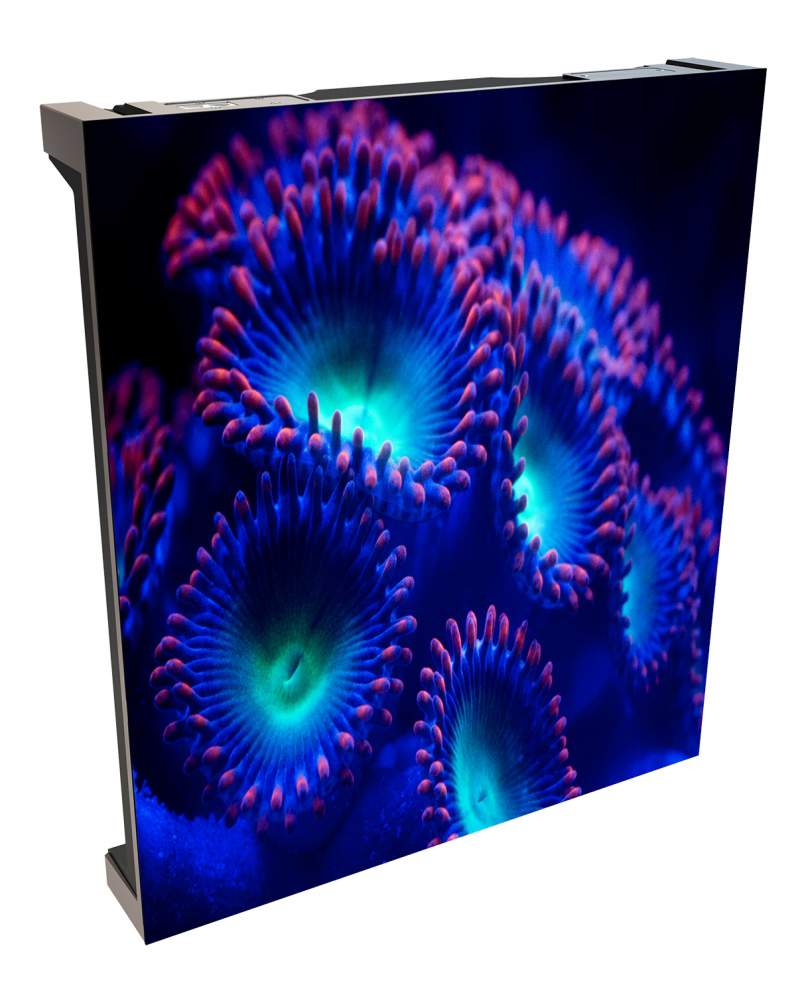 anemones on christie velvet coreplus led screen