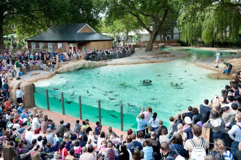 penguin beach at zsl london zoo