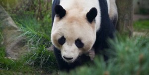 Giant panda at Edinburgh Zoo