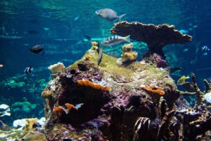 fish swimming in coral reef clear reef marine conservation