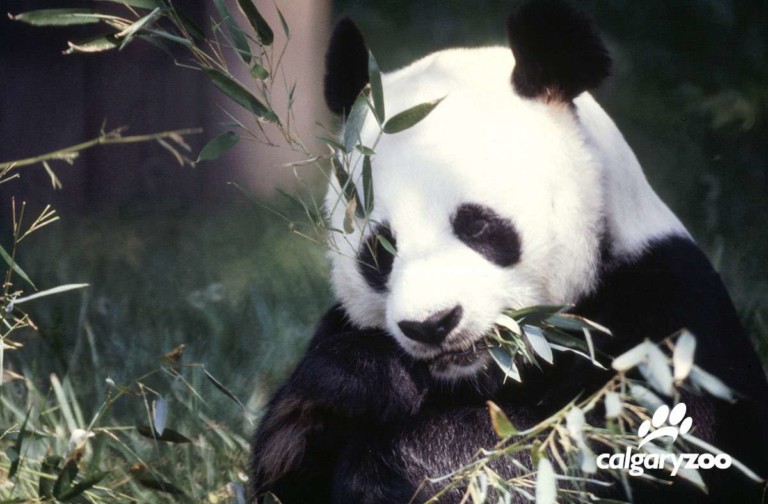 calgary zoo panda passage new habitat for giant pandas