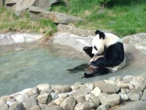 Giant Panda at Edinburgh Zoo.