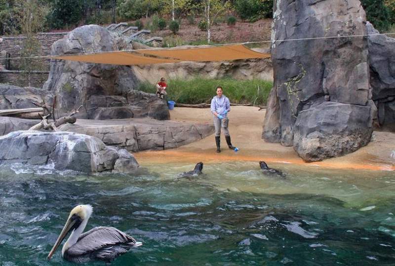 pelican and seals being fed at zoo